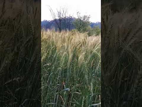 wheat field #wheatfield #wheat #farm #field #coolweather #shorts