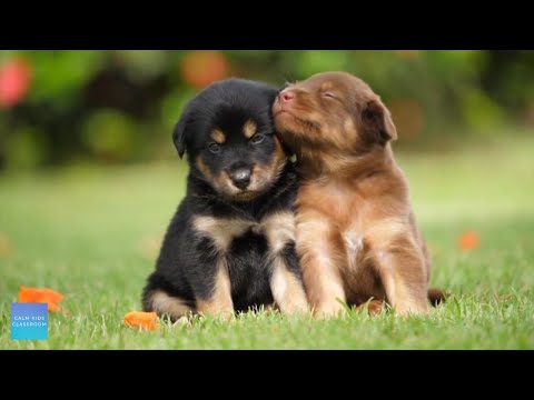 Quiet Music For Kids In The Classroom - Dogs  - Relaxing music for elementary classroom