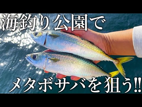 【日本一美味いサバを求めて】限りなく肥えたメタボサバを海釣り公園で狙う！