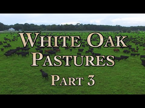 White Oak Pastures: A Model Regenerative Farm Part 3