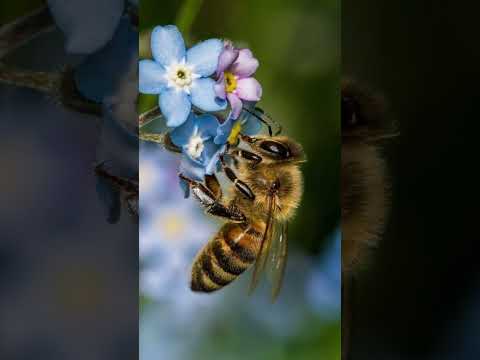 honey bees can recognize human faces. #honeybee #beekeeping #beekeeper