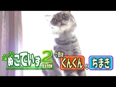 日向ぼっこから帰ってきた猫はいませんか】いきどまりだったにゃ