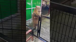 キョロキョロ✨手がかわいい😍#カピバラ　#楽寿園　#しいたけくん #capybara