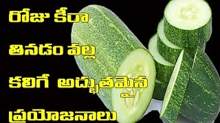 రోజూ కీరకాయ తినడం వల్ల పొందే  ప్రయోజనాలు | roju kerakaya tinadam valla pondhe benfits ?