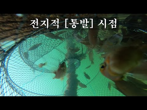 전지적 통발 시점, 물고기 낚시