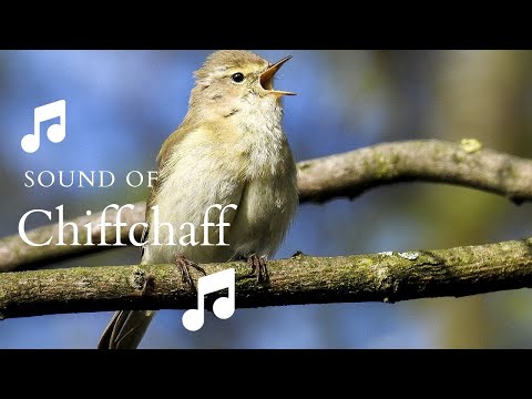 👉 S7 Common Chiffchaff ( Phylloscopus collybita ) | Pitulice mică