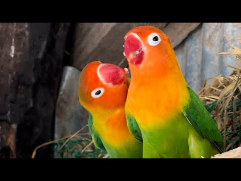 Smart lovebird Parrot , Little cute lovebird 🦜🥰 #bird #lovebirds #parrot