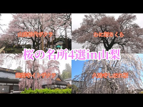 【山梨桜名所４選】2023年に山梨のサクラの名所４カ所を訪れました。山高神代ザクラ、わに塚の桜、慈雲寺のイトザクラ、身延山久遠寺の枝垂桜です【お出かけvlog】