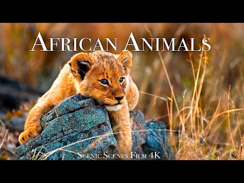 African Animals In 4K - The Great African Wildlife | Scenic Relaxation Film