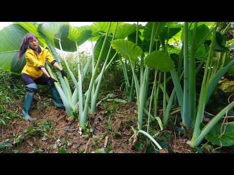 Use 4-wheeled Vehicle Trucks harvesting big wild tree cook for pigs - Green forest farm