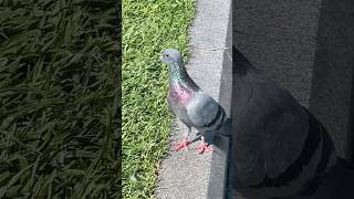 Very cute pigeon #birds #pigeonwatching #colorfulbirds #pigeonphotography #shortvideo