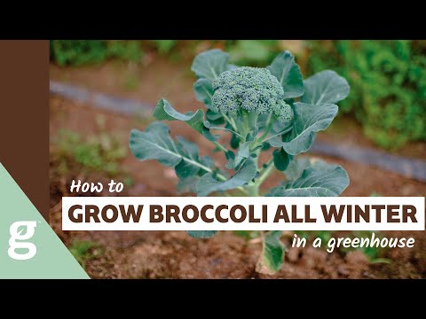 How to Grow Broccoli in the Winter in a Greenhouse