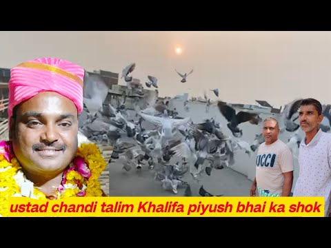 ustad chandi talim Khalifa piyush bhai ka shok urban pigeon