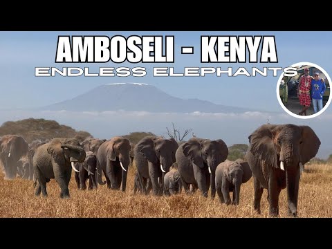 Endless Elephants of Amboseli | Amboseli National Park | Kenya