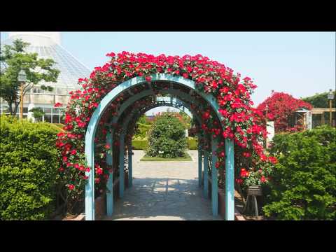 薔薇　高岡おとぎの森公園　2017.5.22