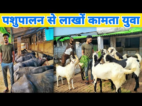 100+ गाय, भैंस और बकरी से लाखों की कमाई | Goat farming + Dairy farming