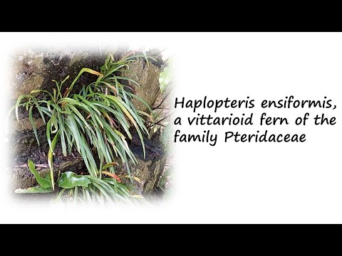 Identifying Haplopteris ensiformis among Vittarioid ferns from family Pteridaceae found in Malaysia