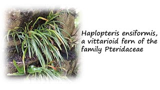 Identifying Haplopteris ensiformis among Vittarioid ferns from family Pteridaceae found in Malaysia