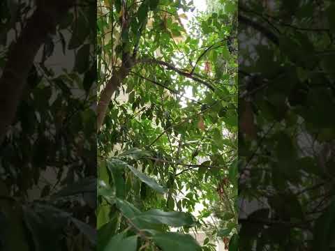 Henry's Front Yard Hummingbirds Nest Video 12/22/2021