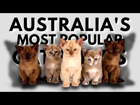 Feline Frenzy: The Most Popular Cat Breeds in Australia in 2023