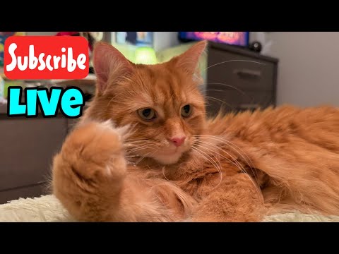 Wednesday Fluff - Live Stream