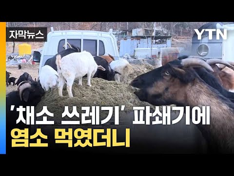 [자막뉴스] 도매시장서 수거해 재탄생... 동물 사료 '새 바람' / YTN