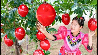 3 Days Harvesting Red Coconuts Goes To Market Sell | Gardening And Cooking | Tieu Tam Daily Life