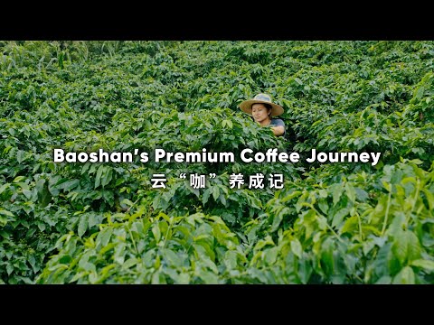 Baoshan's premium coffee journey