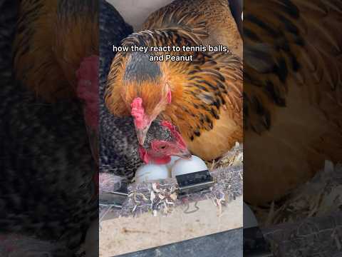 Two Broody Hens Sharing A Nest #broodyhen #broody #chickens #chicks #hens #eggs #funny