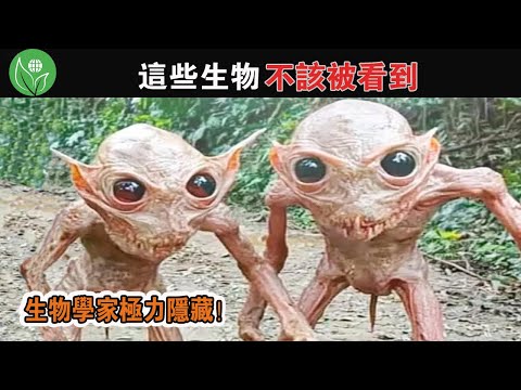 世界真相的本質！這些未知的生物被政府一直隱藏，直到網路興起才逐漸被曝光，他們真的該被人們看見嗎？ 【探索旅行號】#冷知識 #排名 #世界最top#地球之最#top10#世界之最top#動物世界