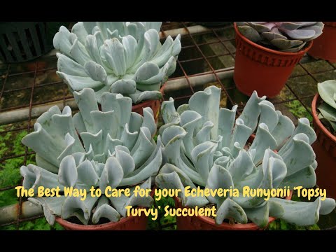 The Best Way to Care for your Echeveria Runyonii ‘Topsy Turvy’ Succulent