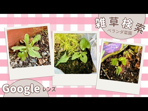 家庭菜園【食糧備蓄】Googleレンズでウチの雑草調べてみた