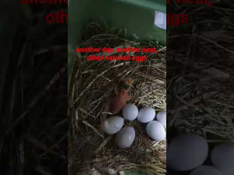 Another day, another nest, other hatched eggs! parrot finch chick!