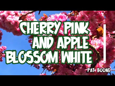 Cherry Pink and Apple Blossom White (Pat Boone Lyrics),가사가 있는 국제 음악,musica internacional con letra