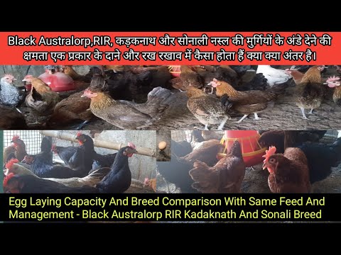 Desi Layer Hen Breed Egg Laying Capacity || देसी मुर्गियों में अंडे देने की क्षमता