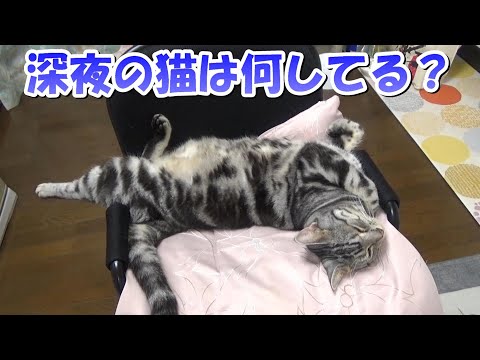 深夜の猫は何してる？睡眠時の様子（アメリカンショートヘア）