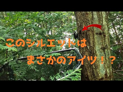 深山(ミヤマ)でカエル