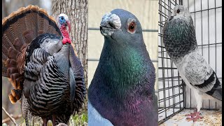 EXCLUSIVE FANCY PIGEON VIDEO WITH INFORMATION