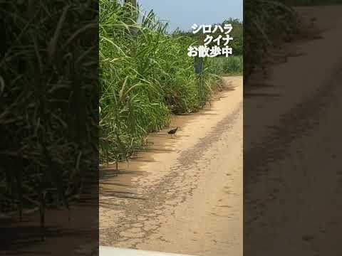 石垣島あるある♪シロハラクイナお散歩中