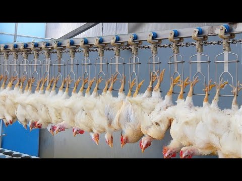 Farmers couldn't believe this machine, Until they saw how it worked - Most Ingenious Chicken Farming