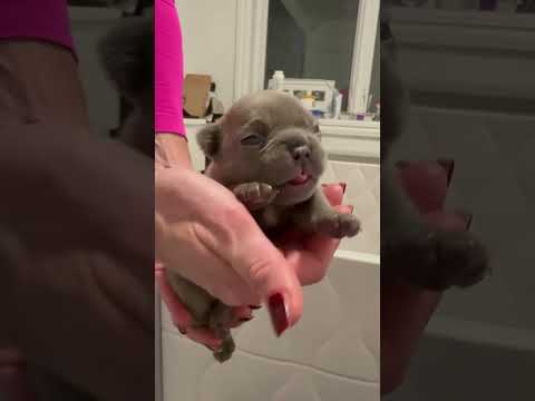 14 day old French Bulldog Puppy! #dog #puppy #cute #frenchbulldog #frenchie