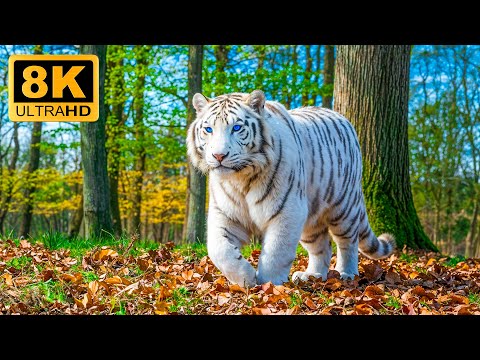 Rare Giants 8K ULTRA HD🐾Epic Wildlife Moments With Calm Melodies