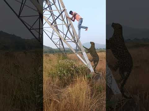 Cheetah attack #reel #reels #trending #viral #viralreels #video #tiger #wildlife #reelsvideo