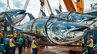 Massive Bluefin Tuna Hauls - How European Fishermen Catch And Processing Millions of Bluefin Tuna