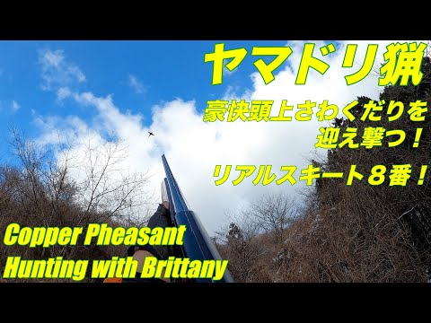 令和4年2月11日 雪中ヤマドリ猟 豪快さわくだりゲット リアルスキート8番 Copper Pheasant Hunting with Brittany