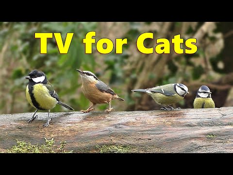 Birds for Cats to Watch ~ Cat Entertainment TV ⭐ 8 HOURS ⭐