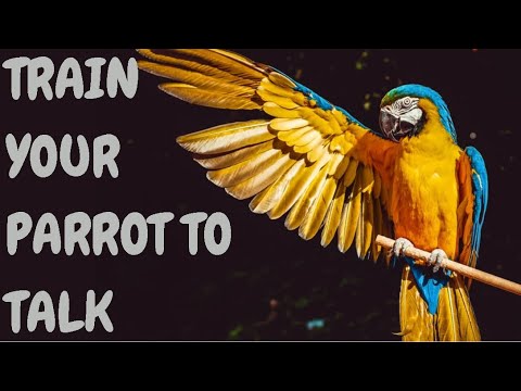 Train Your Parrot to Talk