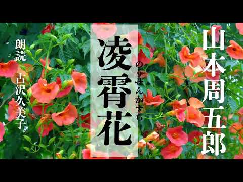 【朗読】山本周五郎「凌霄花(のうぜんかずら)」