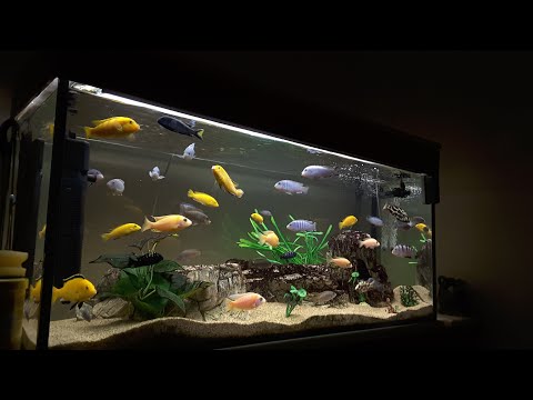 Beautiful Stunning Aquarium Relaxation with Deep Sleep and BP Controller