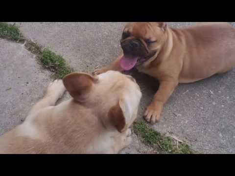 Bickering Puppies!